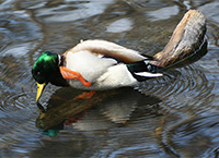 mallard duck scratching an itch